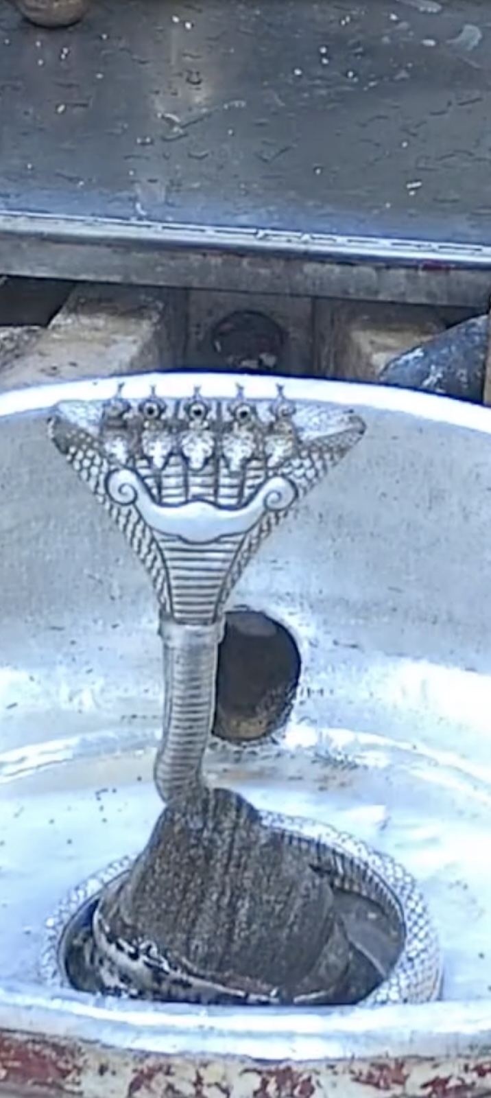 Rudrabhishek to Shree Kubereshwar Mahadev