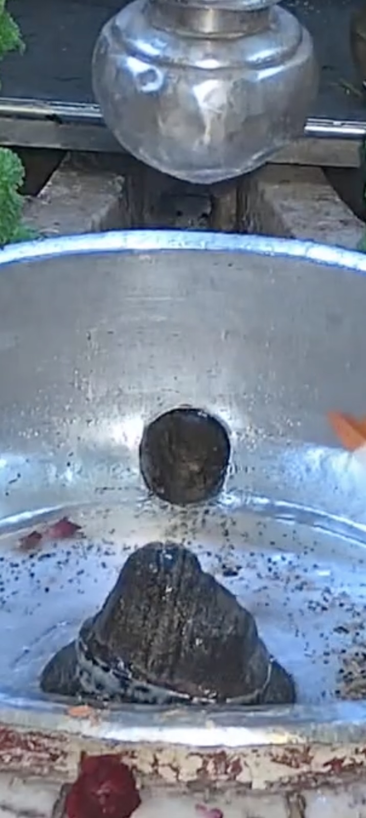 Rudrabhishek to Shree Kubereshwar Mahadev