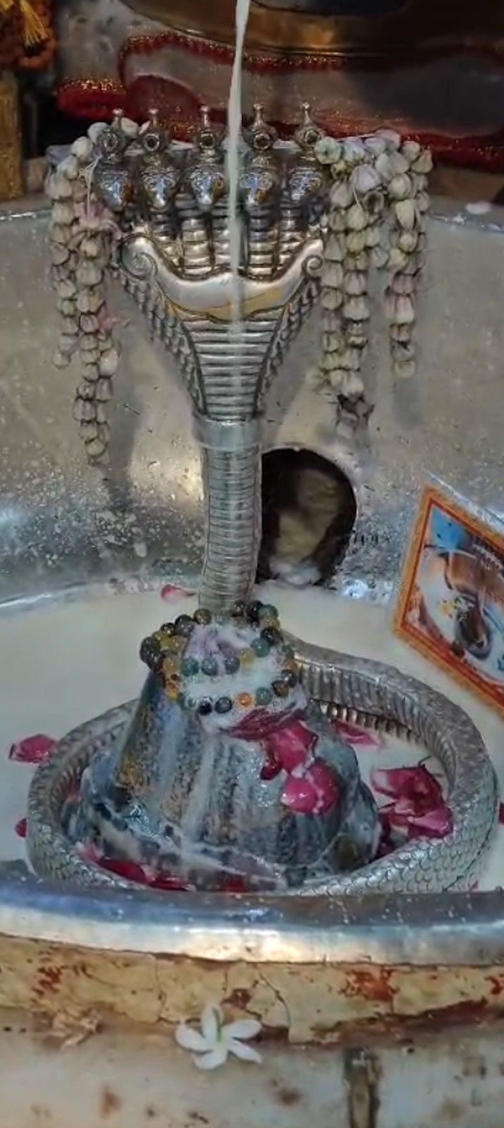 Rudrabhishek to Shree Kubereshwar Mahadev