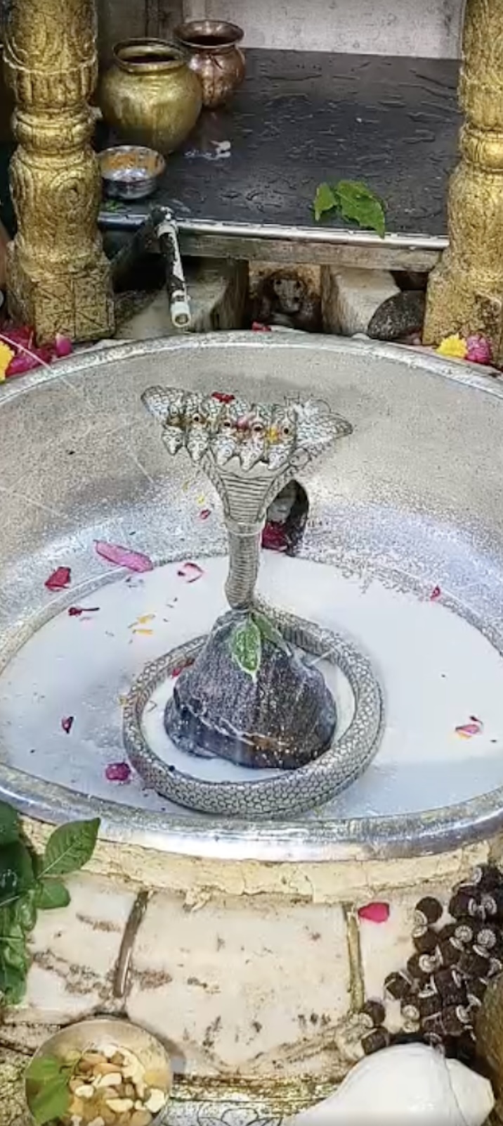 Rudrabhishek to Shree Kubereshwar Mahadev